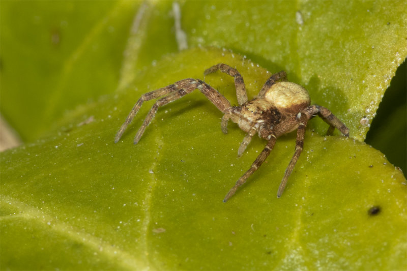 Week 14 - Xysticus sp 04-04-20.jpg