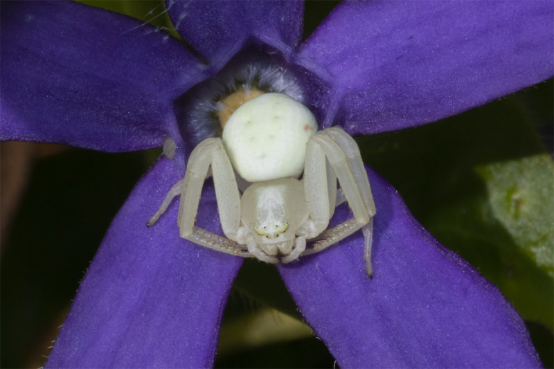 Week 14 - Misumena vatia 04-04-20.jpg