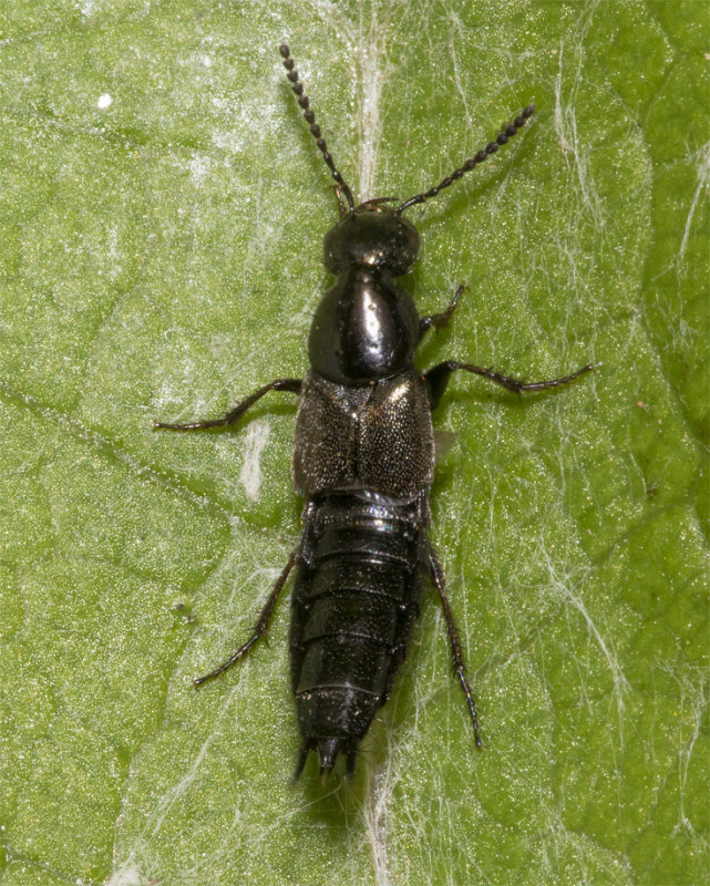 Rove Beetle - poss Philonthus decorus 05-04-20.jpg