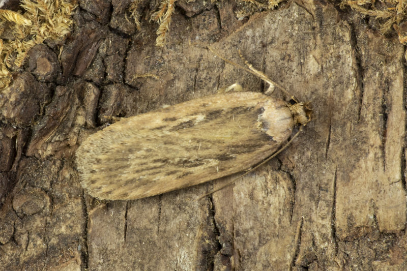 Moth - Depressaria daucella 08-04-20.jpg