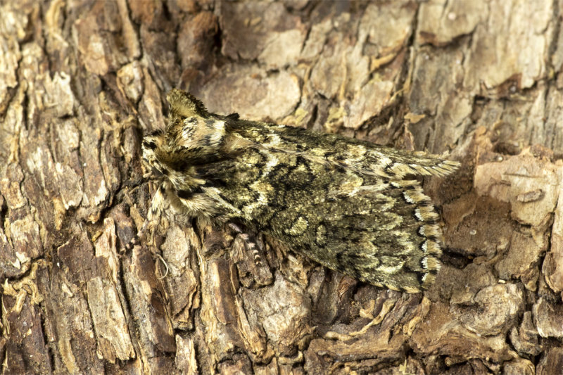 Moth - Frosted Green - Polyploca ridens 08-04-20.jpg