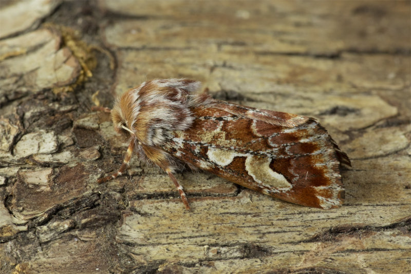 Moth - Pine Beauty - Panolis flammea 08-04-20.jpg