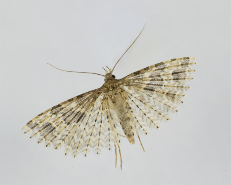 Moth - Twenty-plume Moth - Alucita hexadactyla 08-04-20.jpg