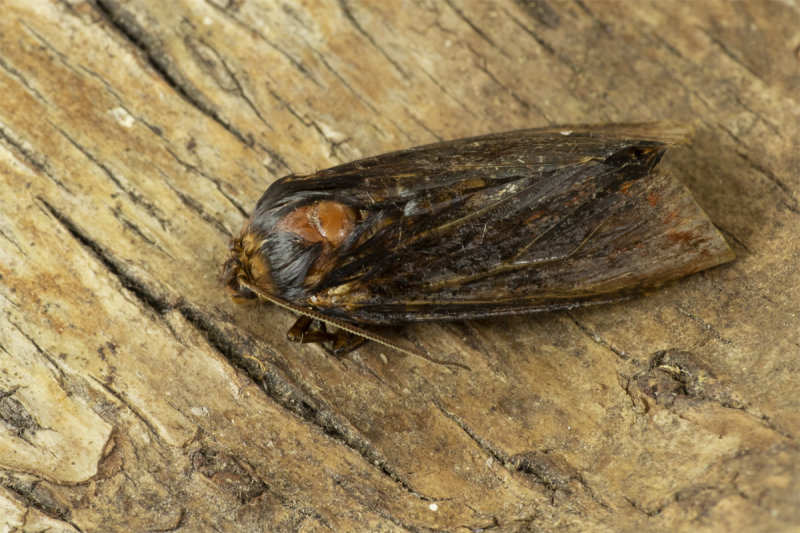 Dark Chestnut Moth 08-04-20.jpg