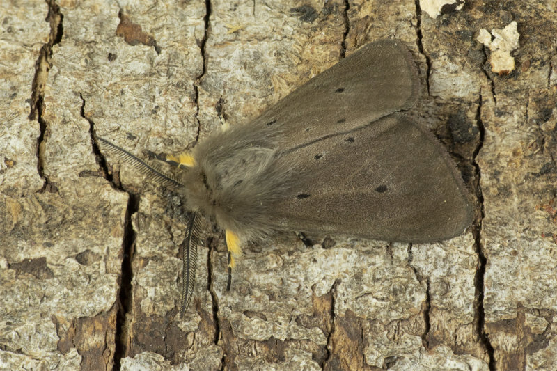 Moth - Muslin Moth - Diaphora mendica m 11-04-20.jpg