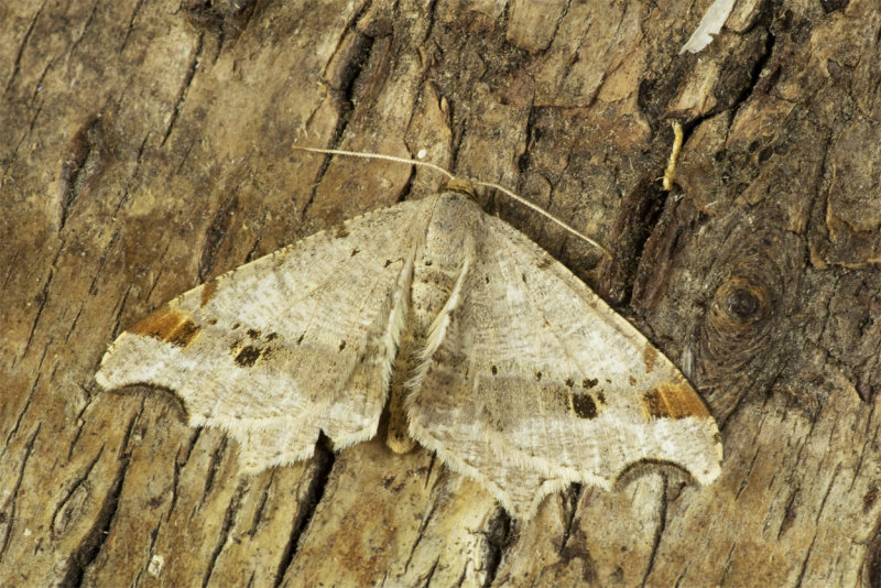 Moth - Sharp-angled Peacock - Acaria alternata 11-04-20.jpg
