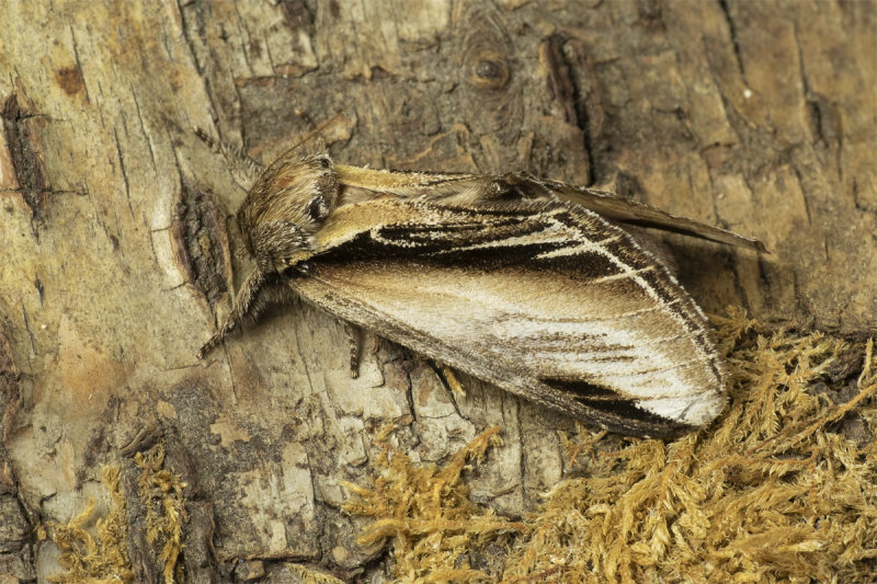 Moth - Swallow Prominent - Pheosia tremula 11-04-20.jpg