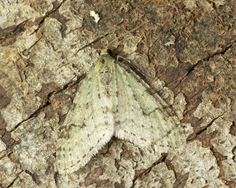 Early Tooth-striped Moth 11-04-20.jpg