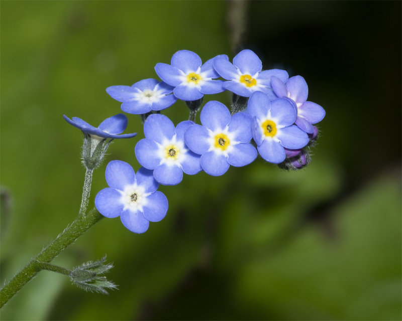 Week 16 - Wood Forget-me-not - Myosotis sylvatica.jpg