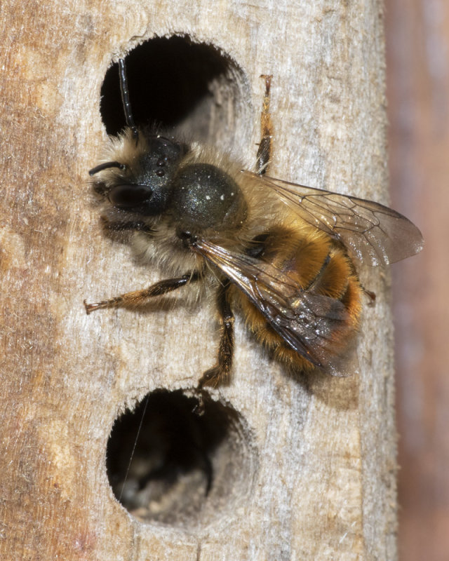 Red Mason Bee - Osmia bicornis m 12-04-20.jpg