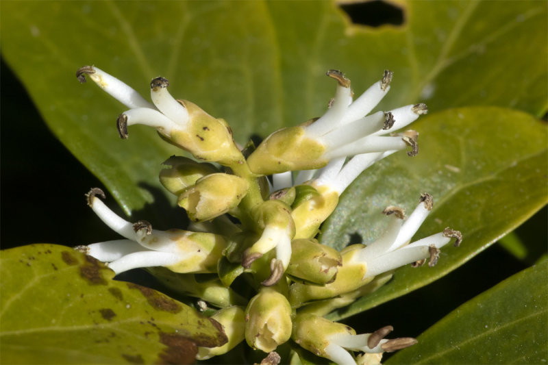 Pachysandra flowers 03-04-20.jpg