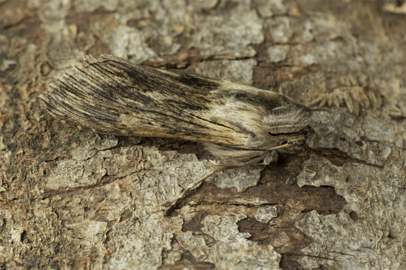 Moth - Chamomile Shark - Cucullia chamomillae 16-04-20.jpg