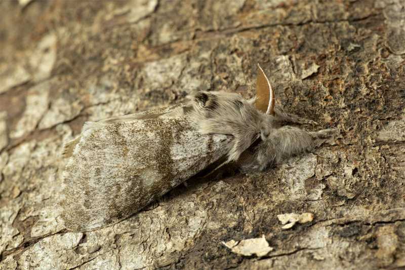 Pale Tussock Moth - Calliteara pudibunda 19-04-20.jpg