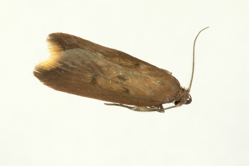 Moth - Tachystola acroxantha 19-04-20.jpg