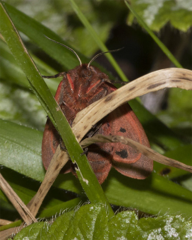 Week 17 - Ruby Tiger Moth in my garden.jpg