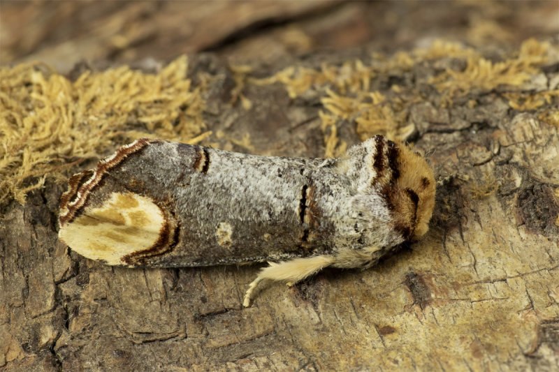 Buff-tip Moth - Phalera bucephala 22-04-20.jpg