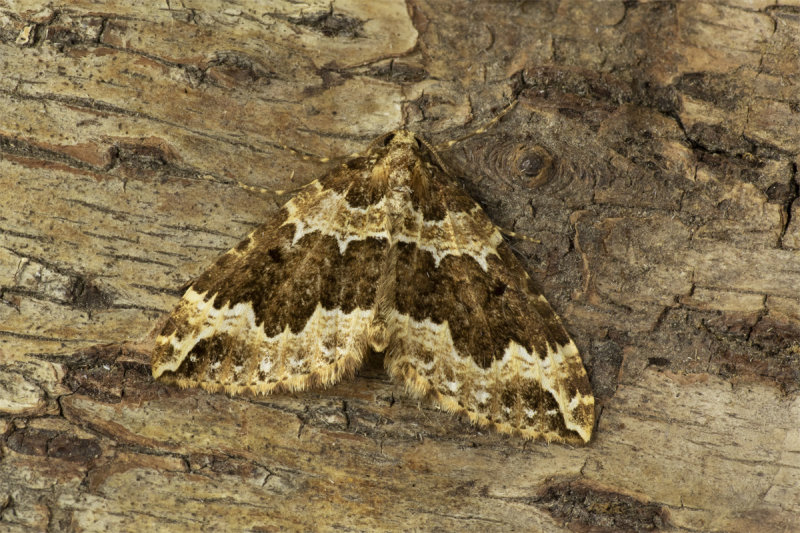 Water Carpet Moth - Lampropteryx suffumata 22-04-20.jpg