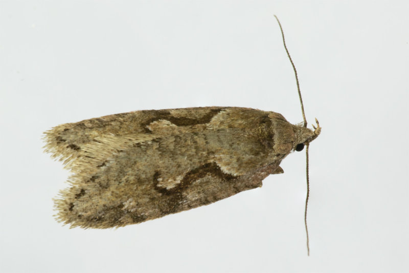 Micro Moth - Semioscopis steinkellneriana 25-04-20.jpg