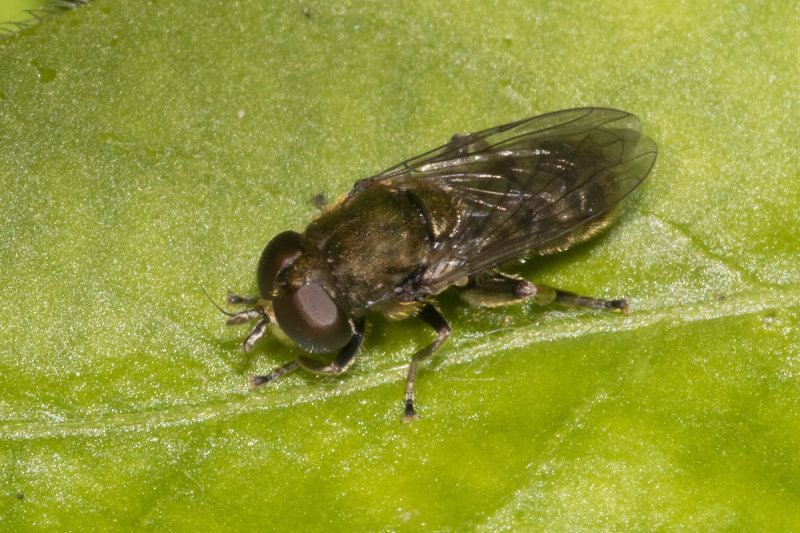 Eumerus funeralis-strigatus f 26-04-20.jpg