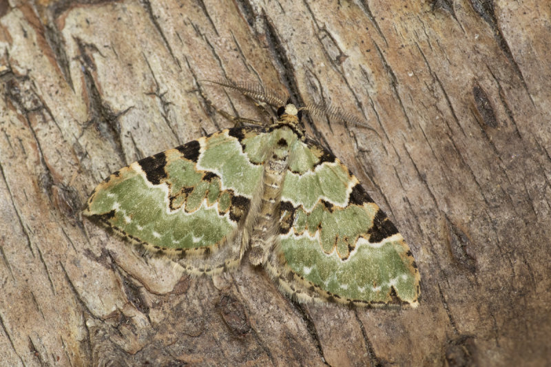 Green Carpet Moth - Colostygia pectinataria 25-04-20.jpg
