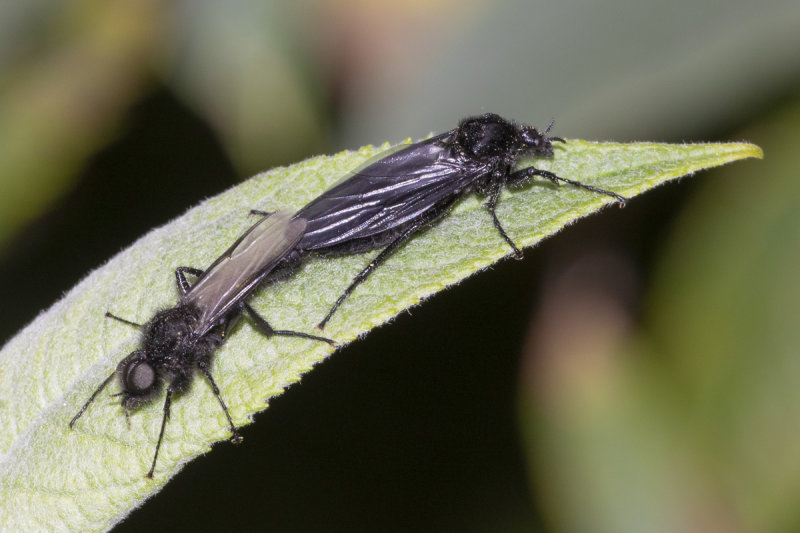 St Marks Fly - Bibio marci pair 27-04-20.jpg