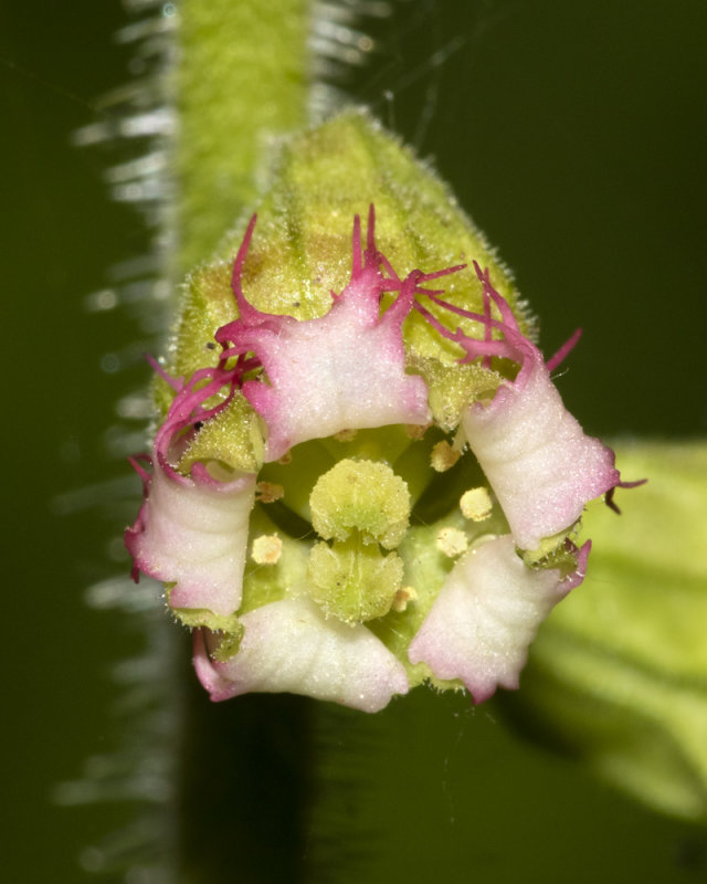 Fringecups - Tellima grandiflora 27-04-20 close up.jpg