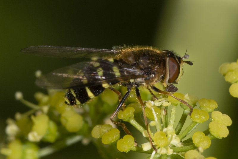 Dasysyrphus venustus agg f 01-05-20.jpg