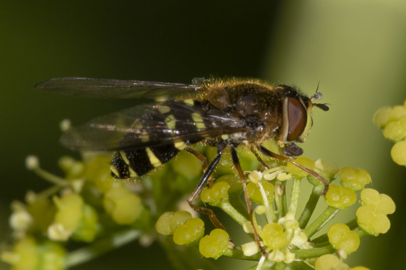 Dasysyrphus venustus agg f 01-05-20.jpg