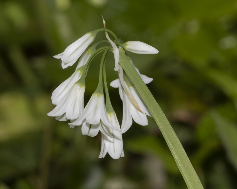 Three-cornered Garlic - Allium triquetrum 01-05-20.jpg
