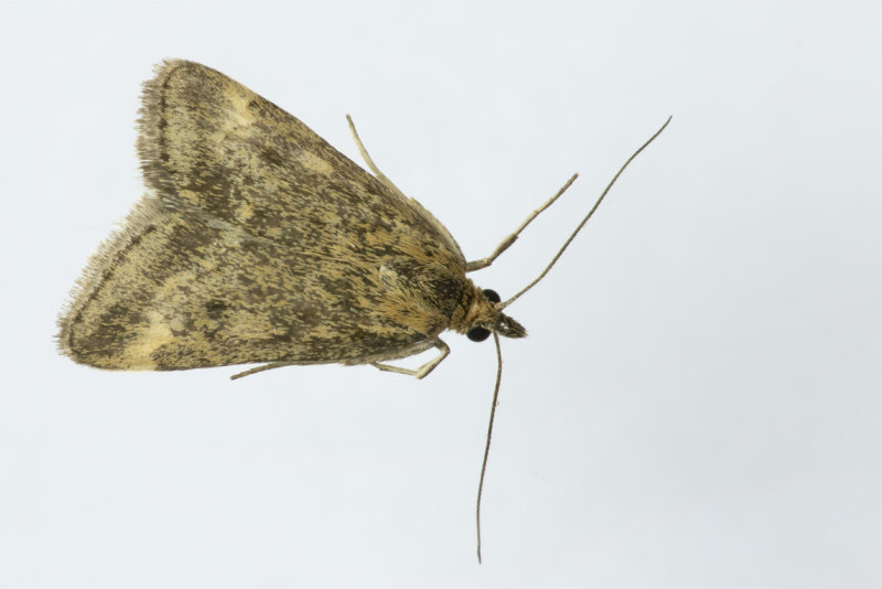 Moth - Pyrausta despicata 07-05-20.jpg