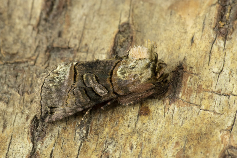 Moth - Spectacle - Abrostola tripartita 07-05-20.jpg