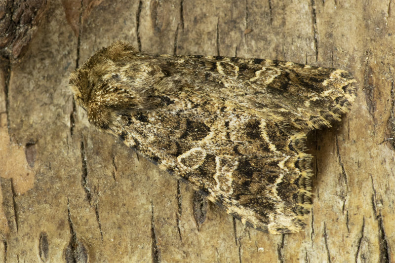 Moth - Tawny Shears - Hadena perplexa 07-05-20.jpg