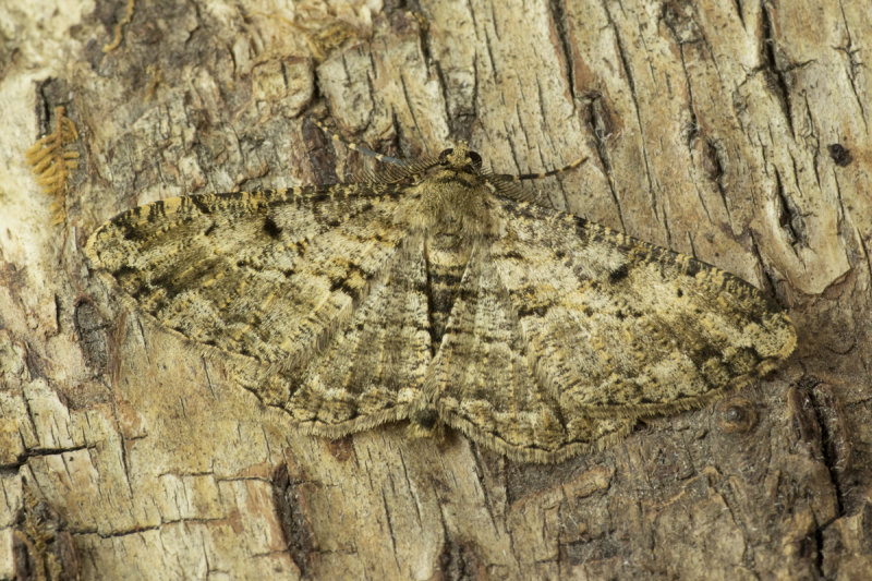 Engrailed Moth - Ectropis bistortata 07-05-20.jpg