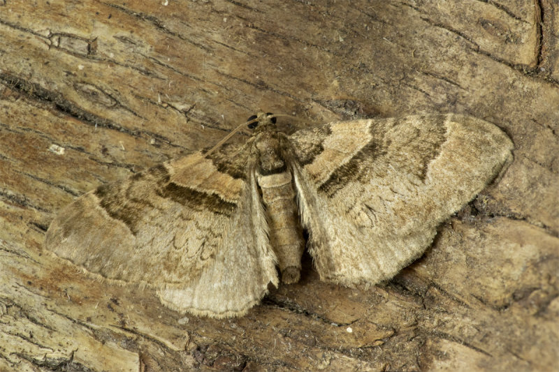 Royal Mantle Moth - Catarhoe cuculata 07-05-20.jpg