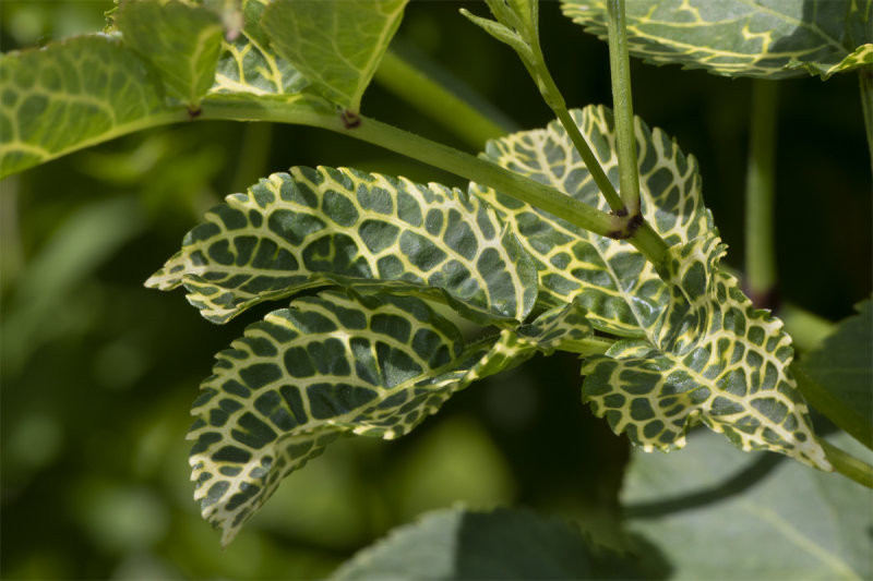 Elder - odd leaves 18-05-20.jpg