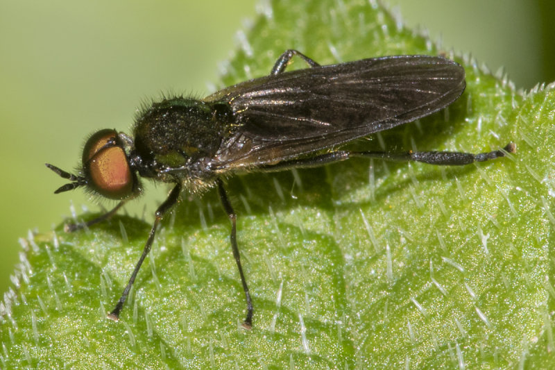 Long-horned Black Legionnaire - Beris geniculata m 18-05-20.jpg