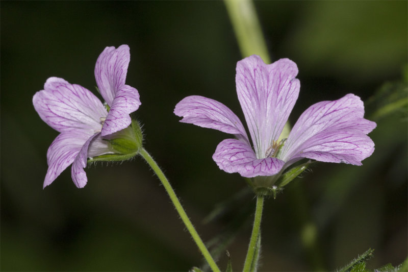 unid poss Hedgerow Cranesbill  18-05-20.jpg