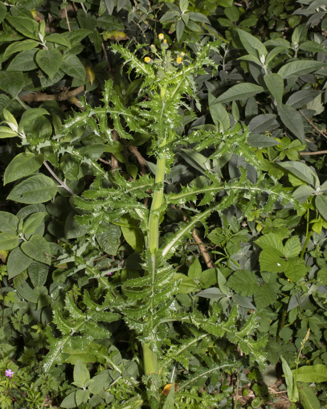 Prickly Sowthistle 18-05-20.jpg