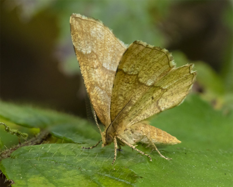 Little Thorn Moth - Cepphis advenaria 21-05-20.jpg