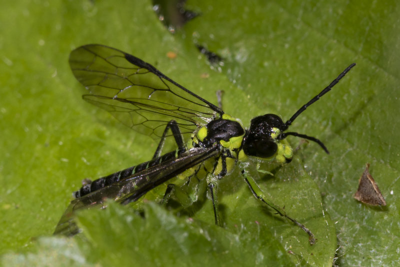 Tenthredo mesomela Sawfly 21-05-20.jpg