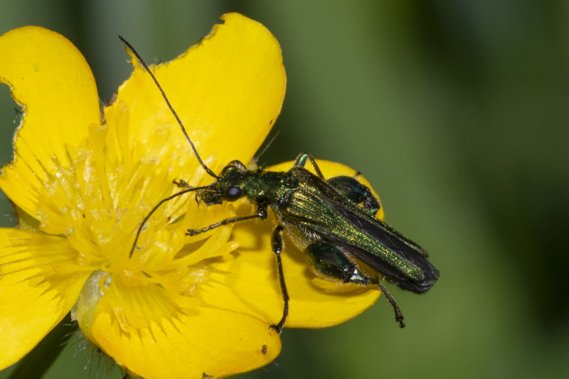 Swollen-thighed Beetle - Oedemera nobilis m 21-05-20.jpg