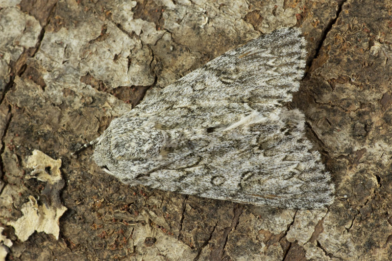 Sycamore Moth - Acronicta aceris 20-05-20.jpg