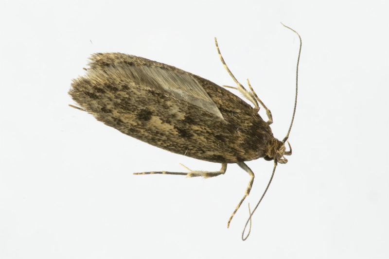 Moth - Brown House-moth - Hofmannophila pseudospretella 20-05-20.jpg
