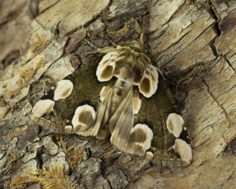 Moth - Peach Blossom - Thyatira batis 20-05-20.jpg