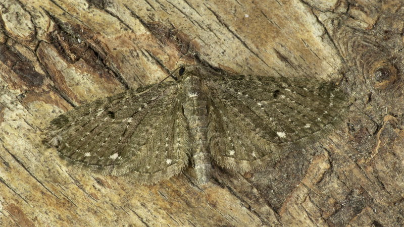 Moth - White-spotted Pug - Eupithecia tripunctaria 20-05-20.jpg