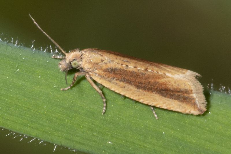 Micro moth - Lathronympha strigana 21-05-20.jpg