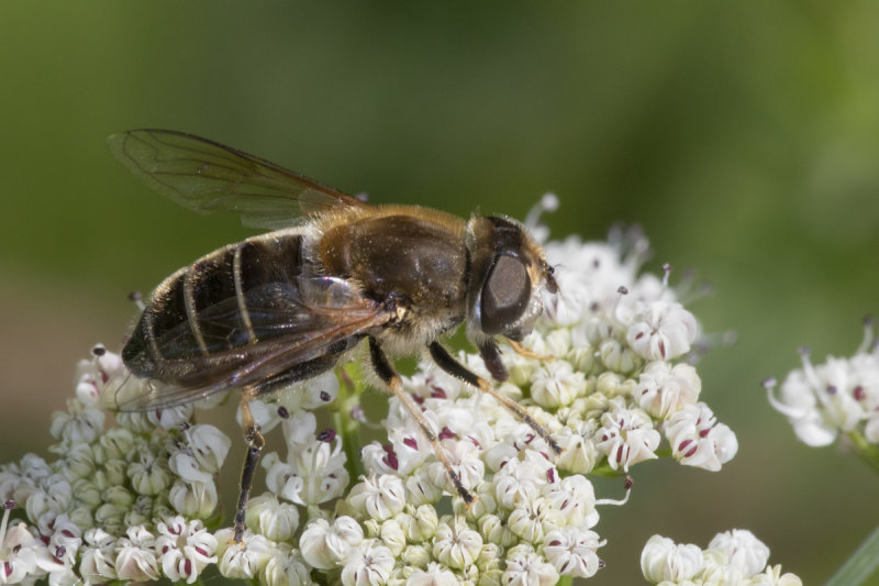 Eristalis arbustorum f 25-05-20.jpg