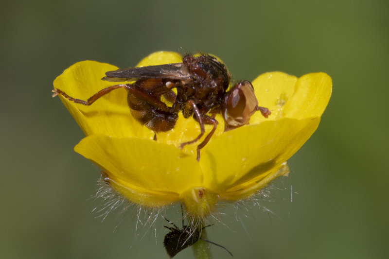 Sicus ferrugineus 25-05-20 #9516.jpg