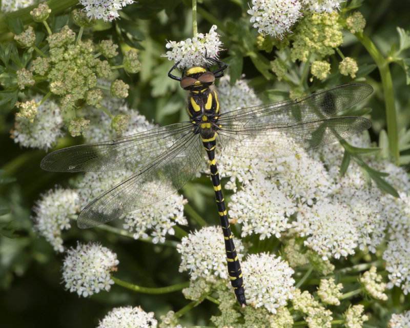 Golden-ringed Dragonfly - Cordulegaster boltonii 26-05-20.jpg