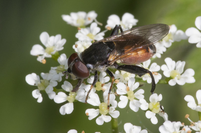 Tropidia scita f 26-05-20.jpg